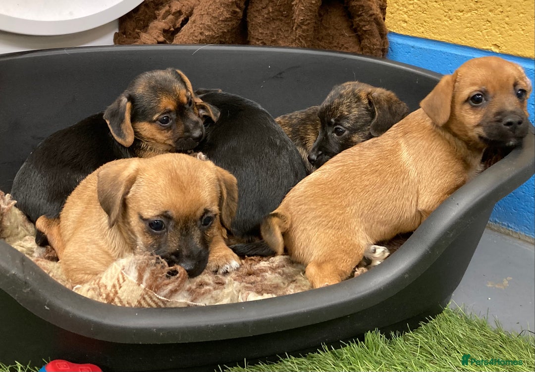 Mixed Breed dogs for sale: Border Terrier cross  - Image 7