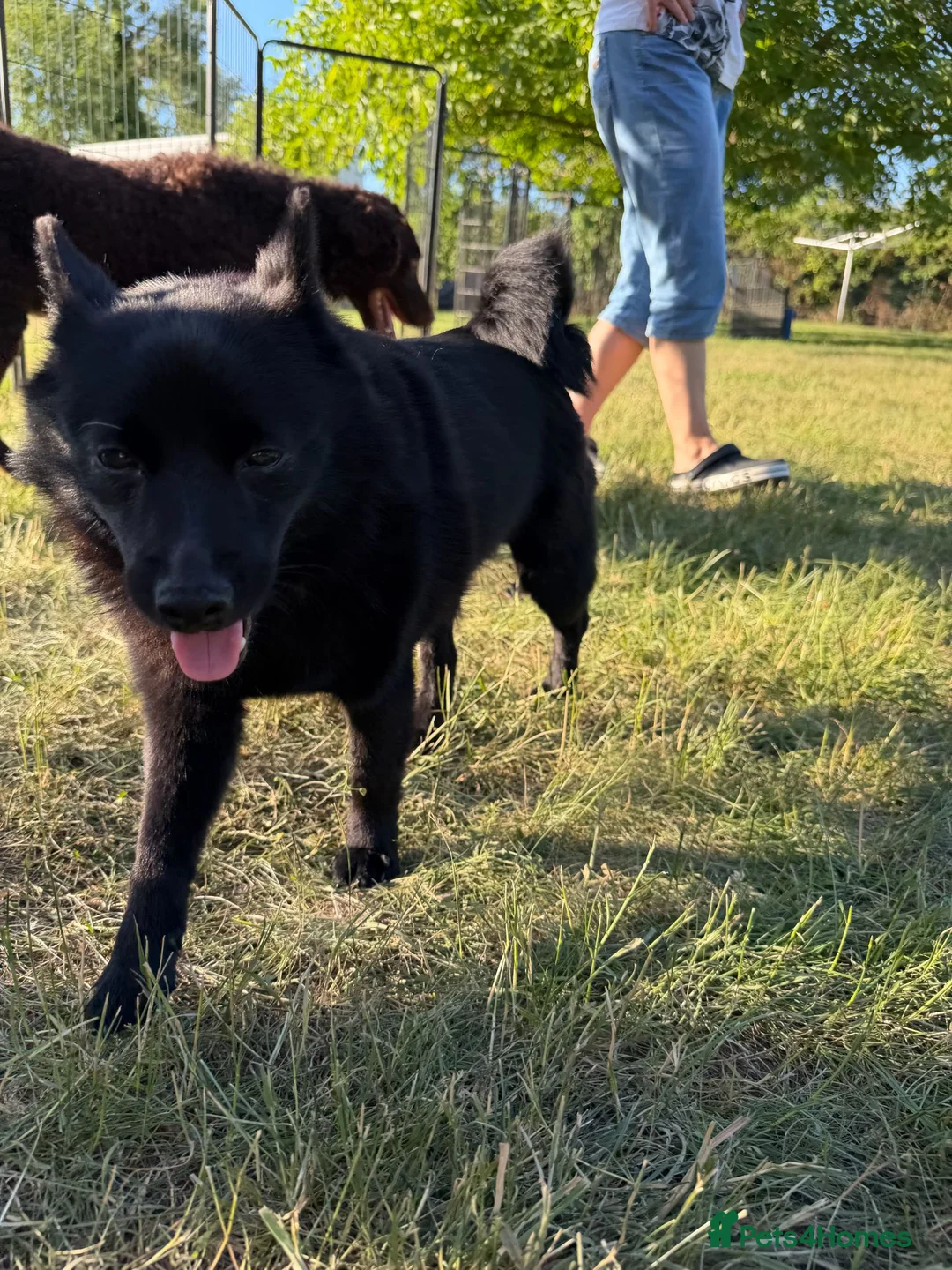 Schipperke dogs for adoption: 🐾 STELLA – Female Schipperke 🐾 - Advert 5