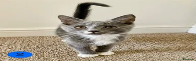 Boy 2