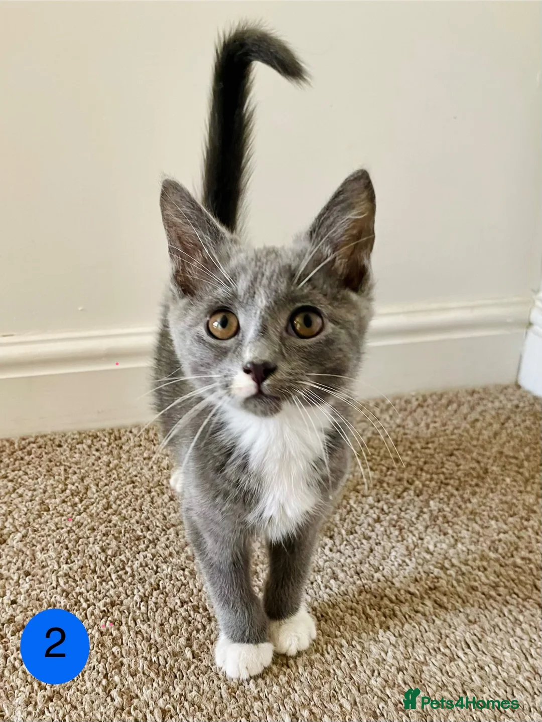 Mixed Breed cats for sale: RagdollCross X Domestic Shorthair - Advert 2