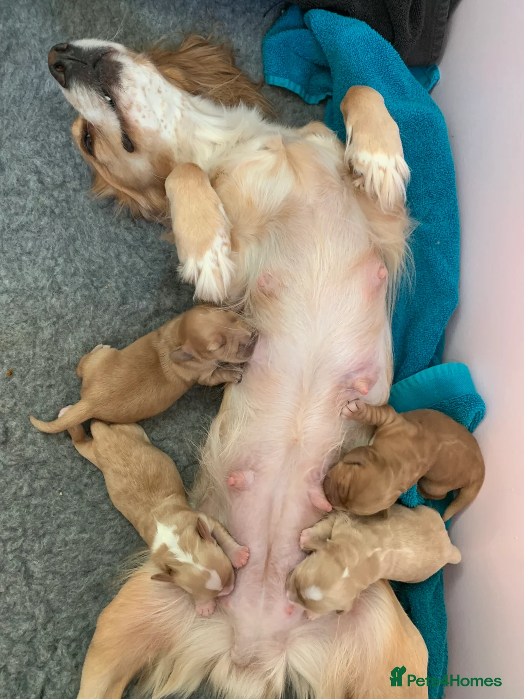 Cocker Spaniel dogs for sale: Working Cocker Spaniel Puppies  - Advert 7