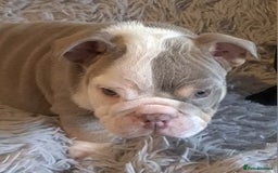 English Bulldog dogs for sale: Kc reg British bulldogs  - Image 30