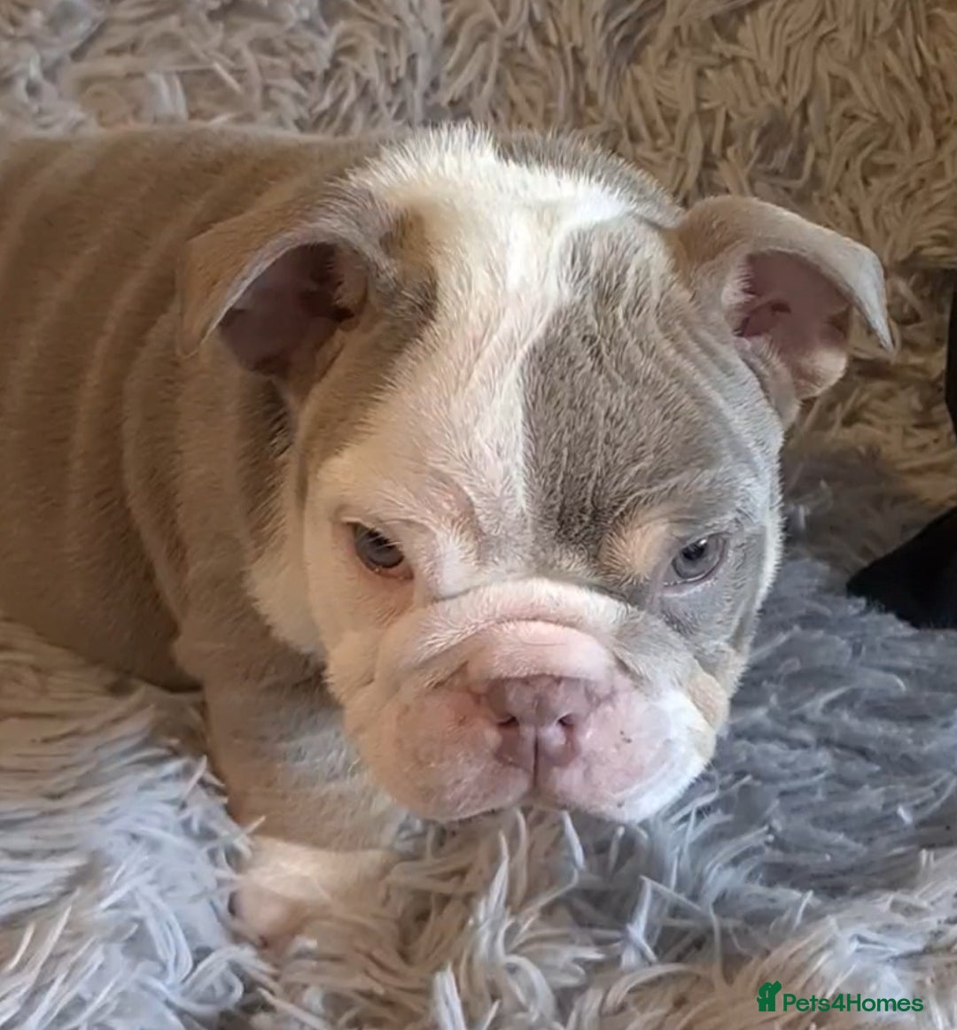 English Bulldog dogs for sale: Kc reg British bulldogs  - Image 30