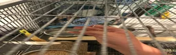 Budgerigars birds for sale: Birds for sale with cage and accessories  - Advert 10