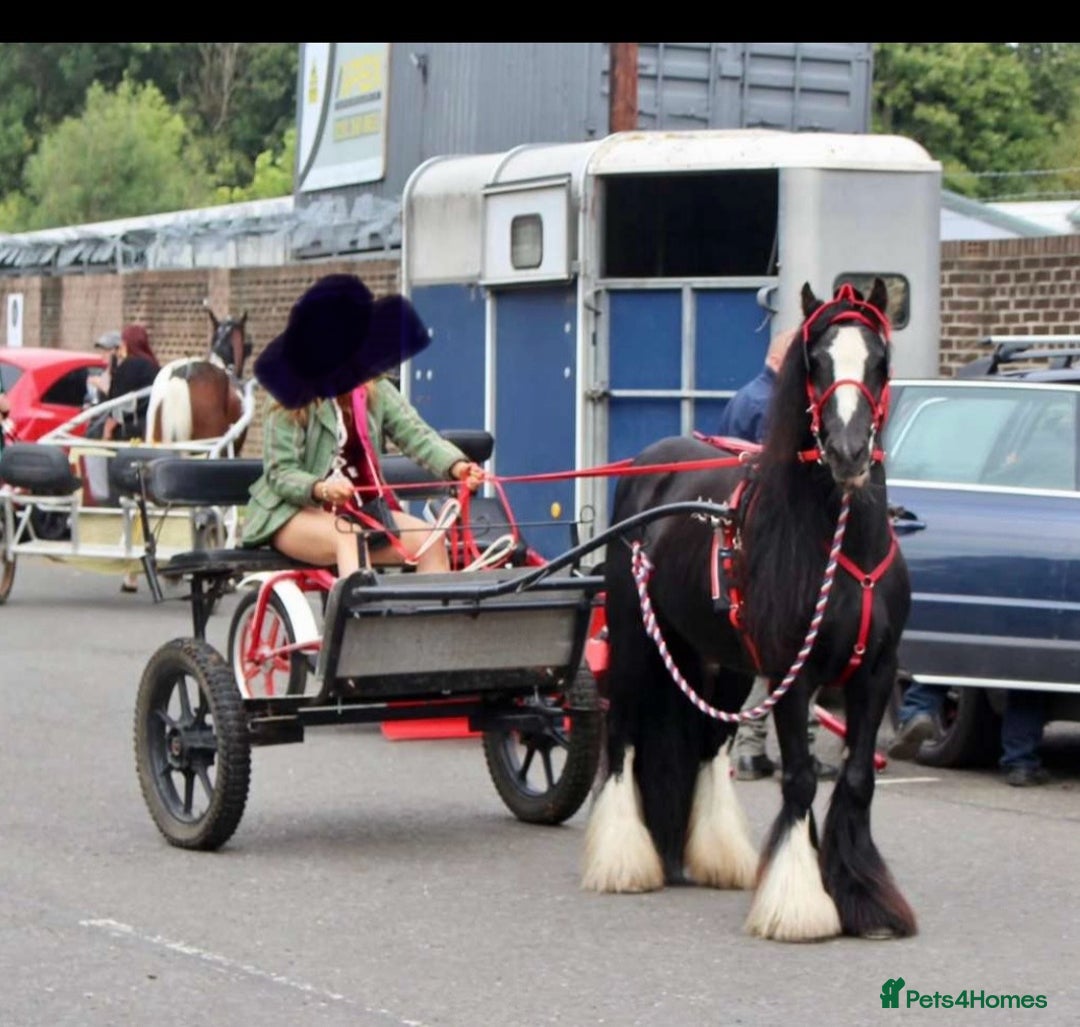 Irish Cob horses for sale: Annie  - Advert 2