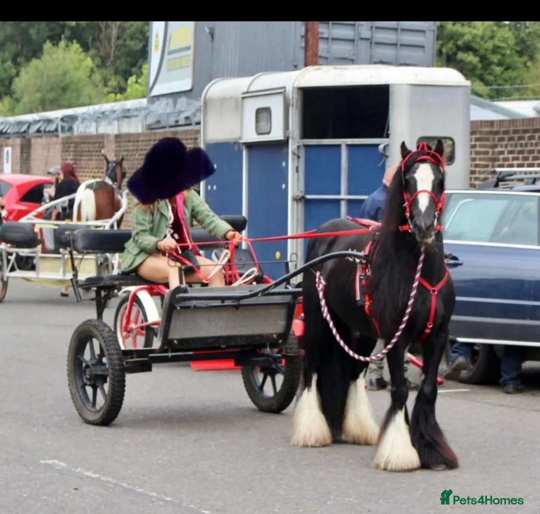 Irish Cob horses for sale: Annie  - Advert 2