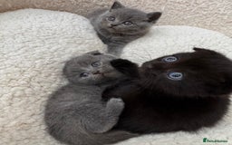 British Shorthair cats for sale: Kittens for sale - Image 8