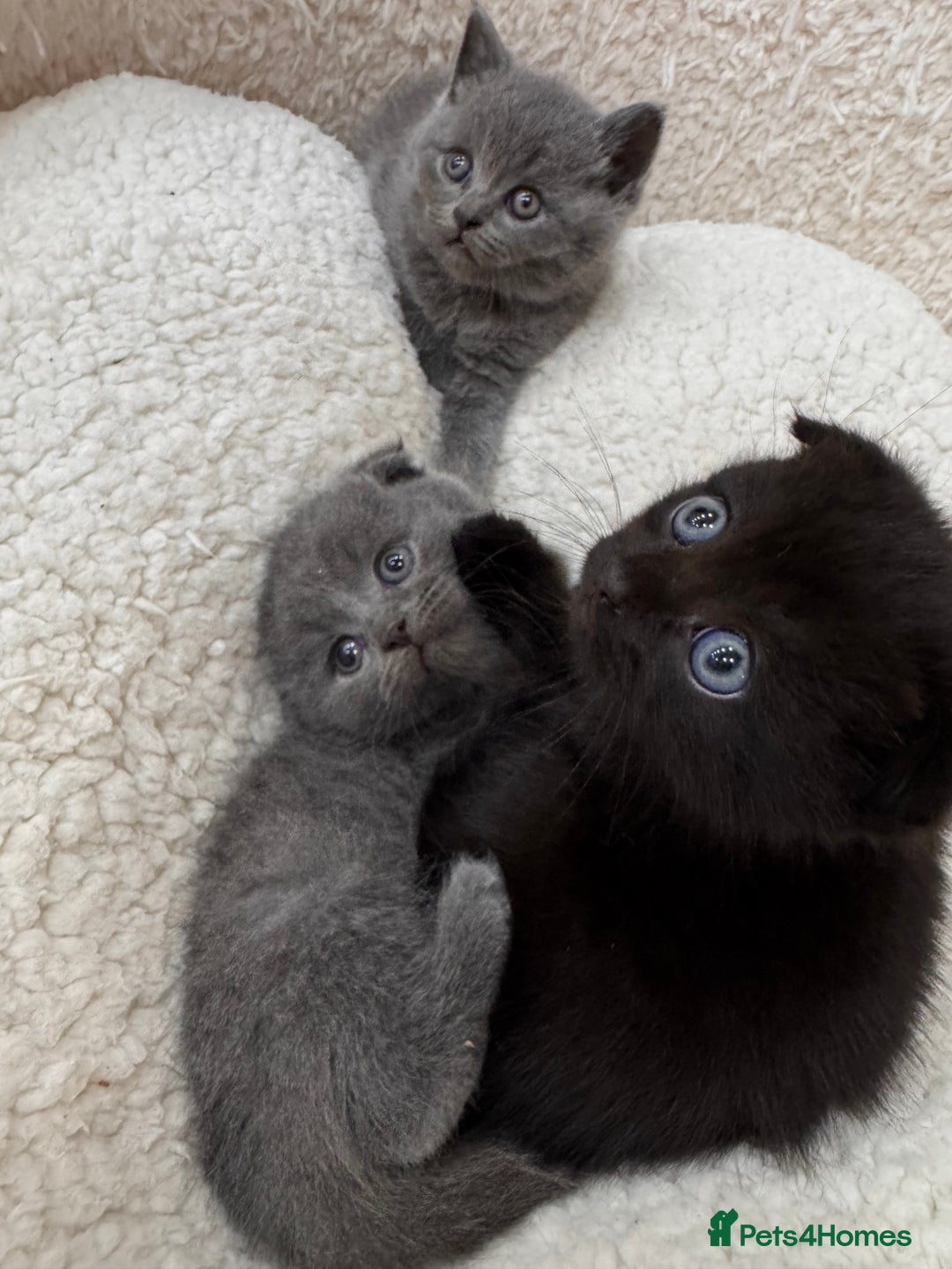 British Shorthair cats for sale: Kittens for sale - Image 8