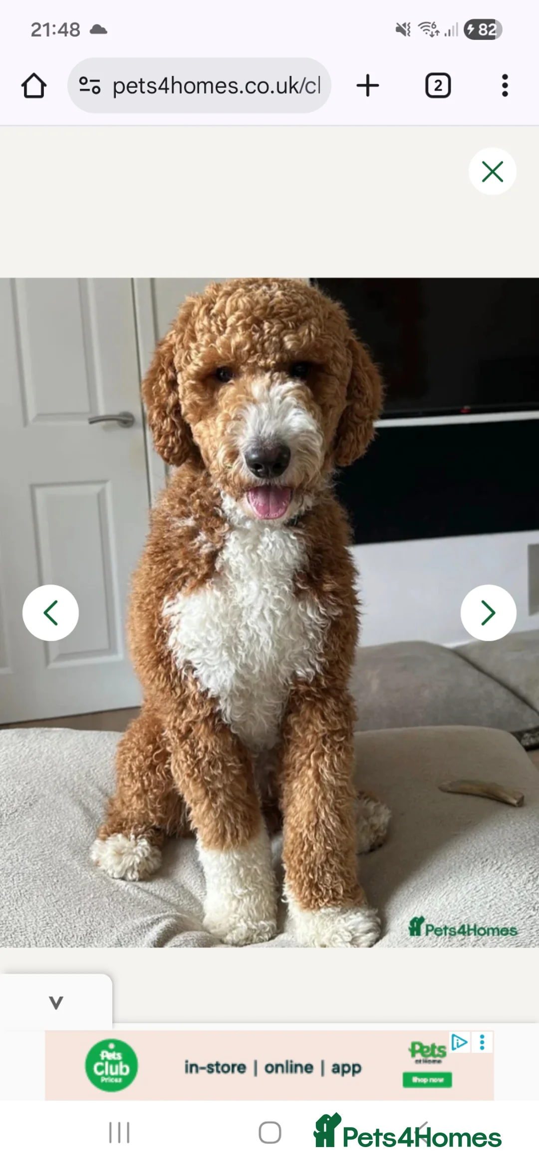 Double Doodle dogs for sale: Double doodle puppies - Advert 11