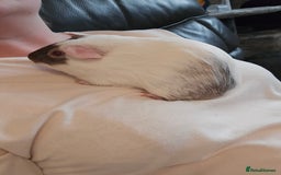 Guinea Pig rodents for sale: Neutered boy guinea pig - Image 5