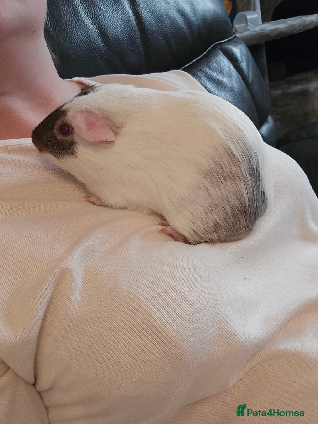 Guinea Pig rodents for sale: Neutered boy guinea pig - Image 5