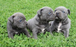 Staffordshire Bull Terrier dogs for sale: cute chunky staffies for all and🐶 - Image 1