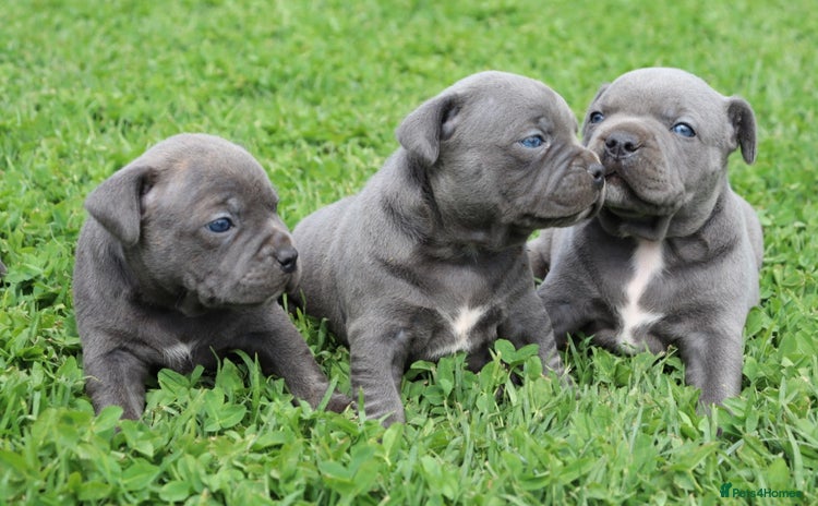 Staffordshire Bull Terrier dogs - Advert 3