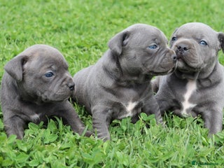 Staffordshire Bull Terrier dogs - Advert 18