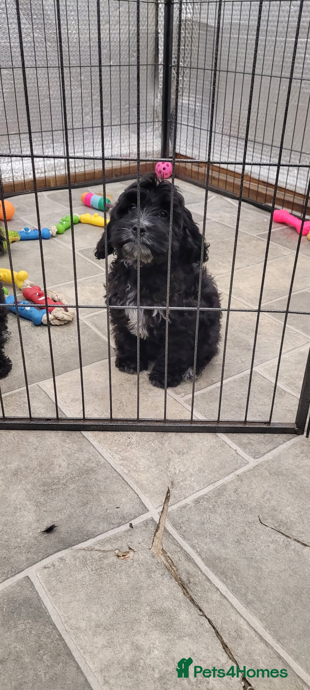 Cockapoo dogs for sale: 3 Stunning Black Girls F1 Show type cockapoos - Advert 33