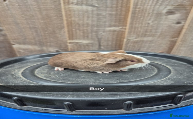 Guinea Pig rodents - Advert 15