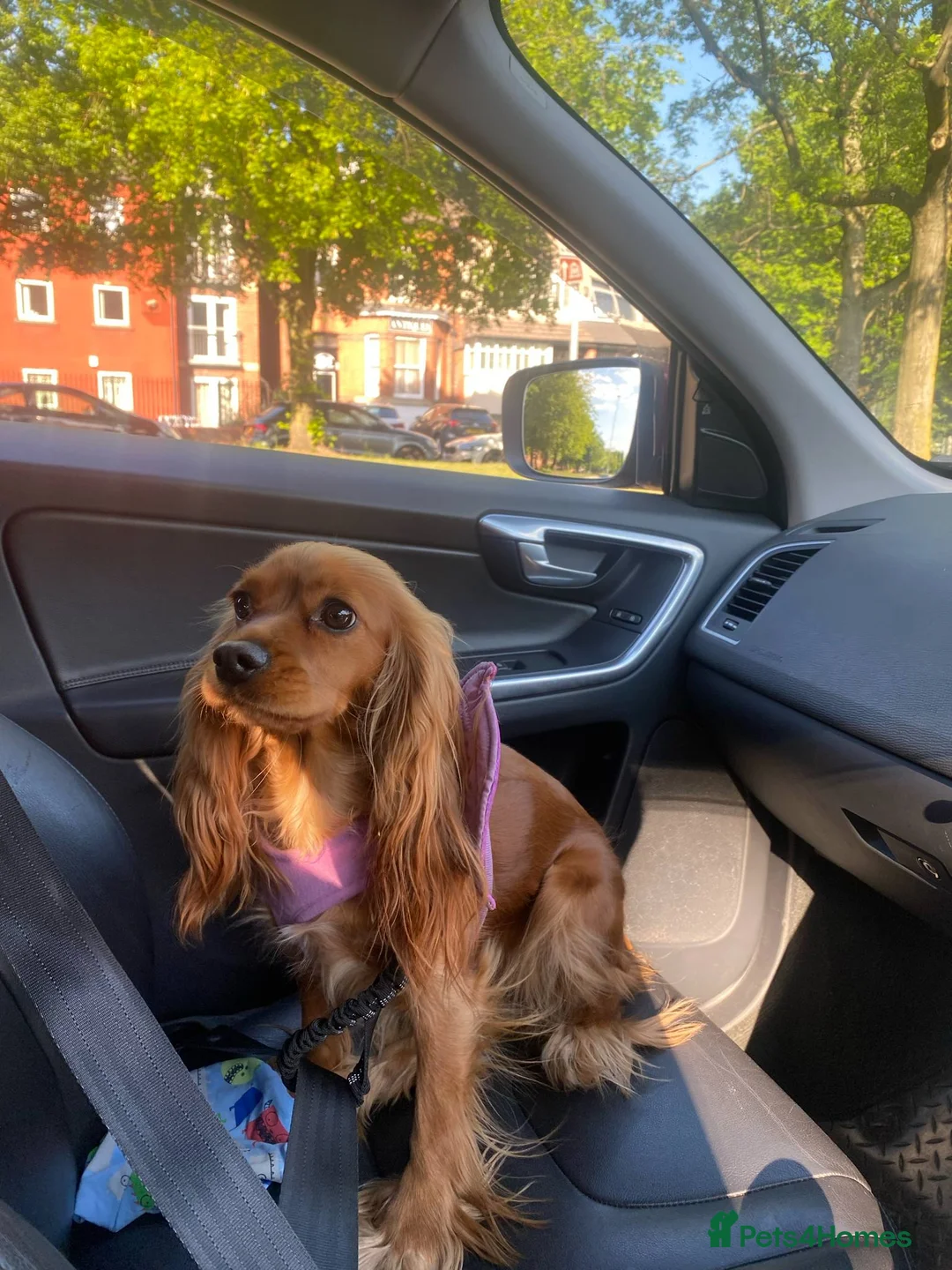 Mixed Breed dogs for sale: Cocker spaniel puppies - Advert 2