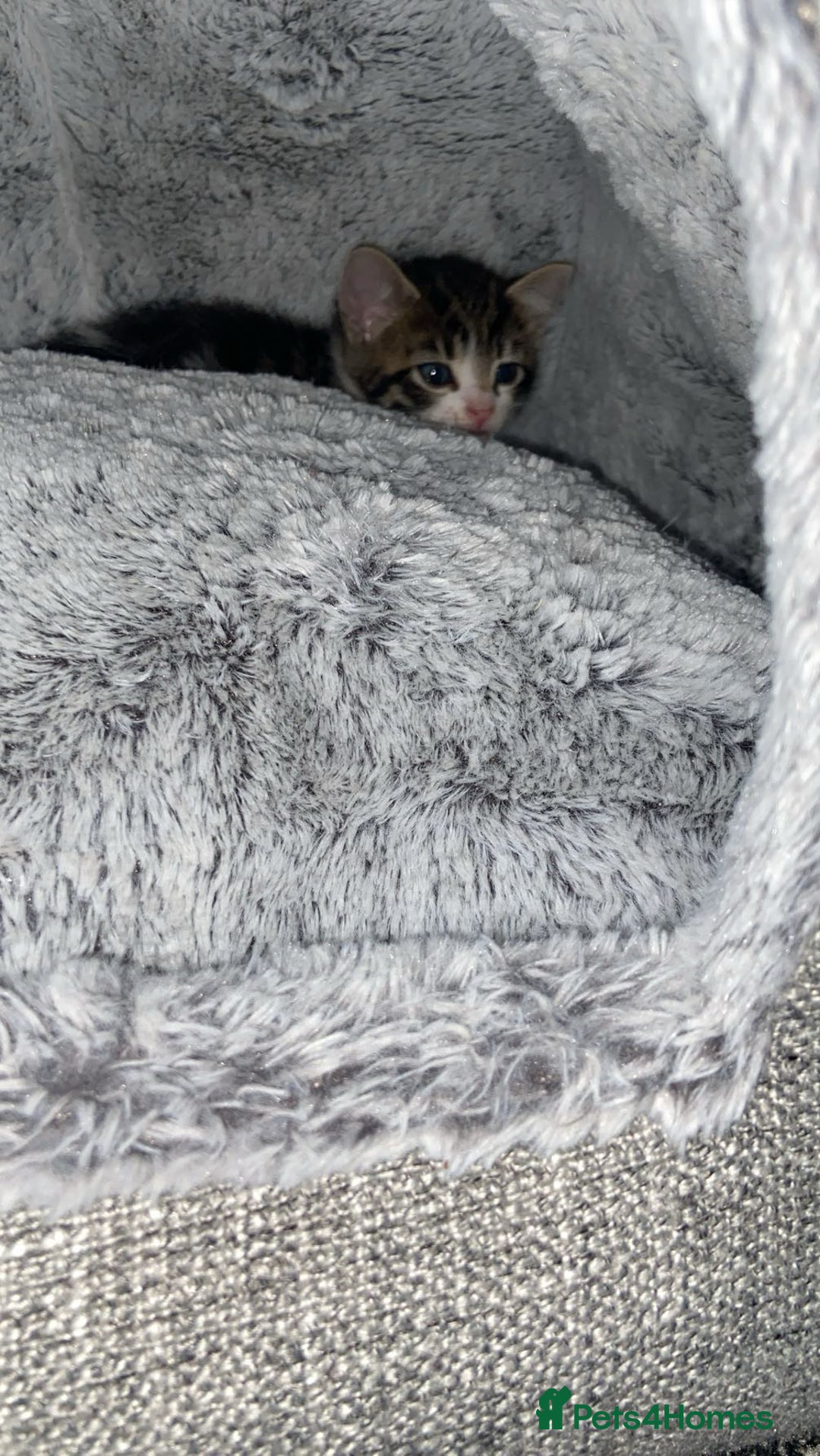 American Shorthair cats for sale: Beautiful calico kitten ready to leave now!!! - Image 7