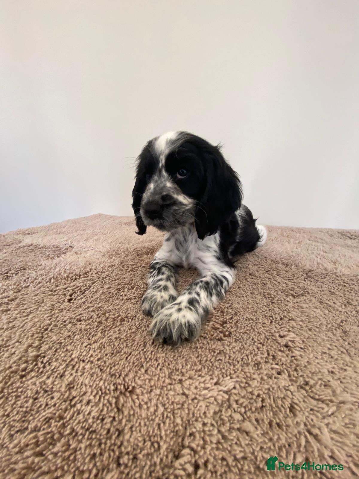 Cocker Spaniel dogs Kc registered show type spaniels  - Advert 1