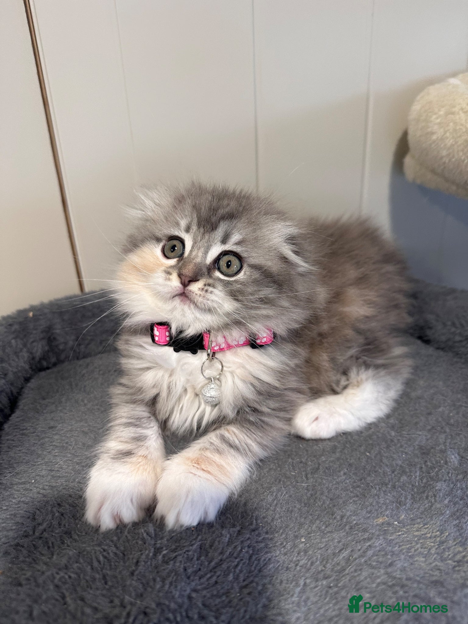 Scottish Fold cats Last Girl - Gorgeous Scottish Fold/Ragdoll  - Advert 18