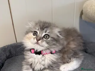 Scottish Fold cats Last Girl - Gorgeous Scottish Fold/Ragdoll - Advert 18
