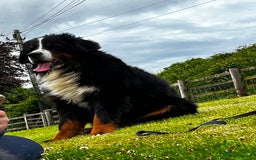 Bernese Mountain Dog dogs for sale: Kc Reg Bernese mountain dogs  - Image 24