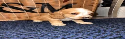 Cocker Spaniel dogs for sale: Stunning Show type cocker spaniel puppies  - Advert 15