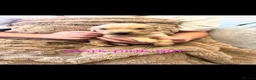 Golden Retriever dogs for sale: Golden retriever puppies  - Advert 9