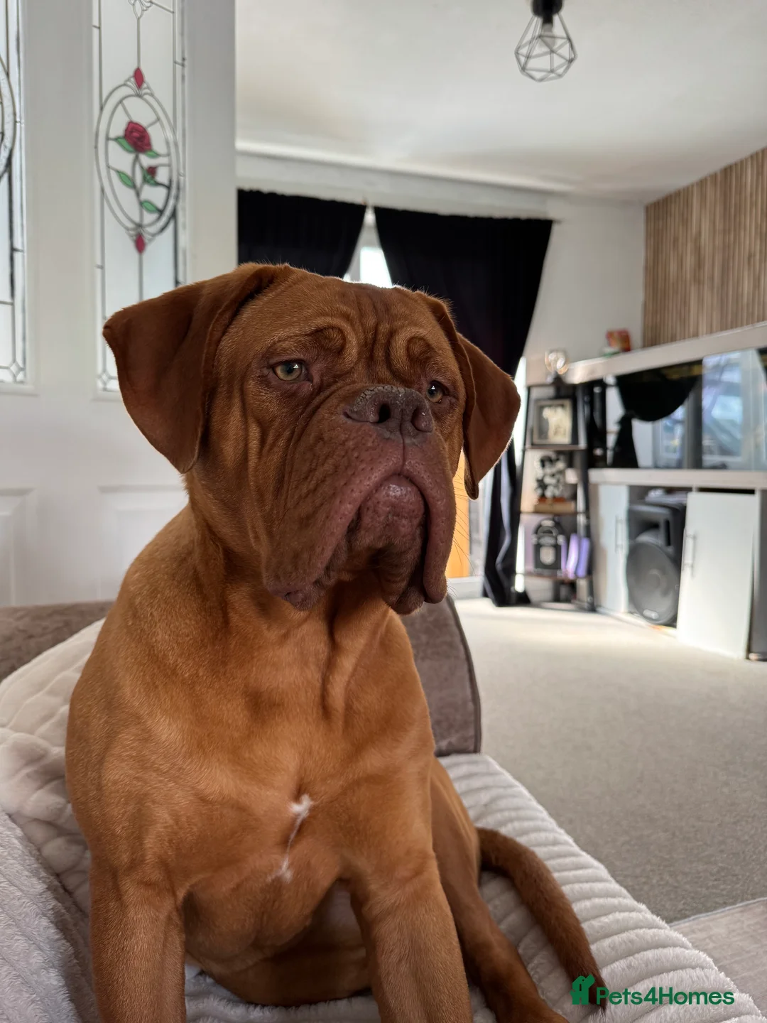Dogue De Bordeaux dogs for sale: MeMe  - Advert 1