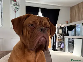 Dogue De Bordeaux dogs MeMe - Advert 6