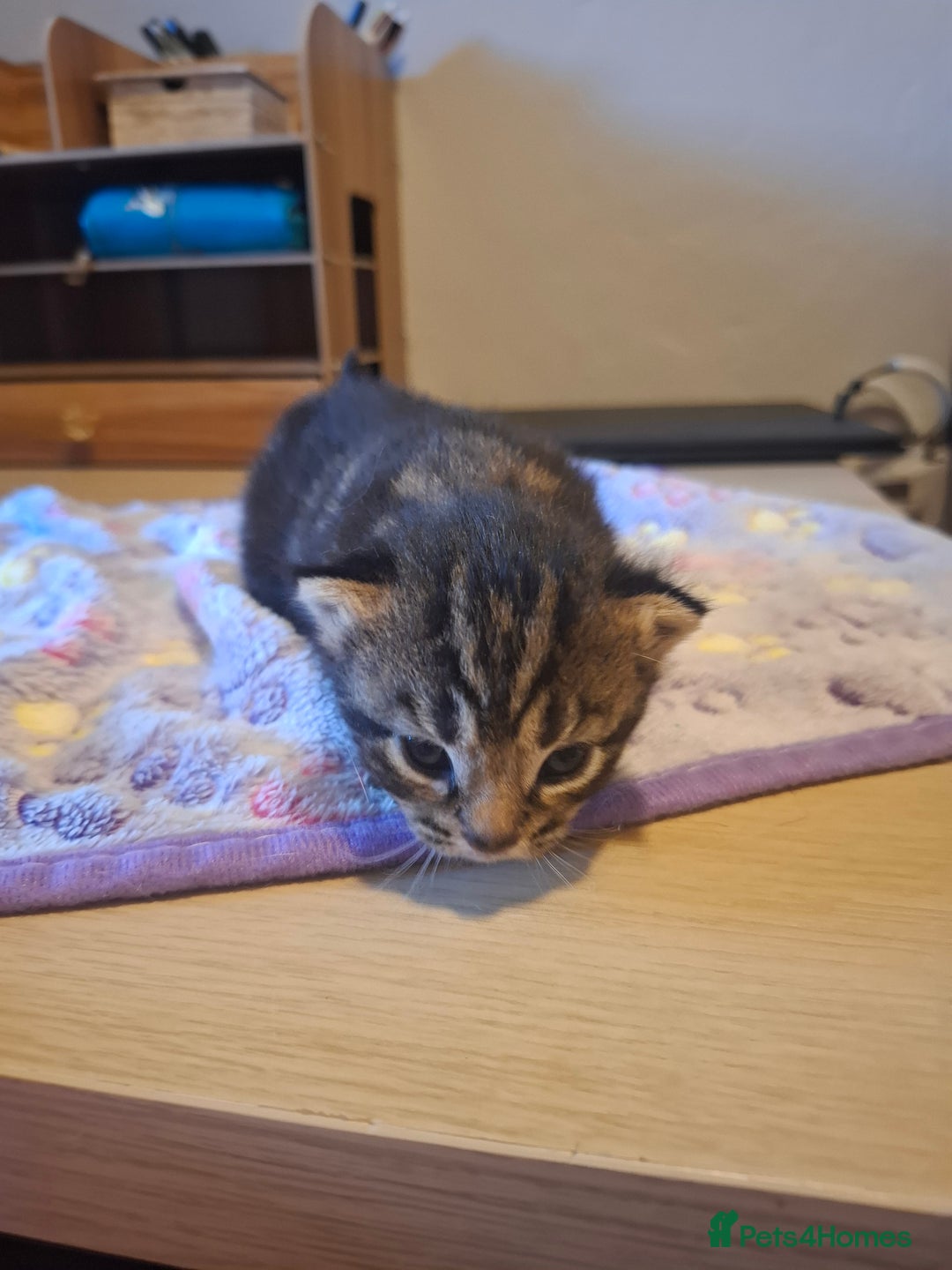 Mixed Breed cats for sale: Brown kitten avaliable.ready 16th August  - Image 19