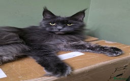 Maine Coon cats for sale: Beautiful Mainecoon Queen  - Image 1