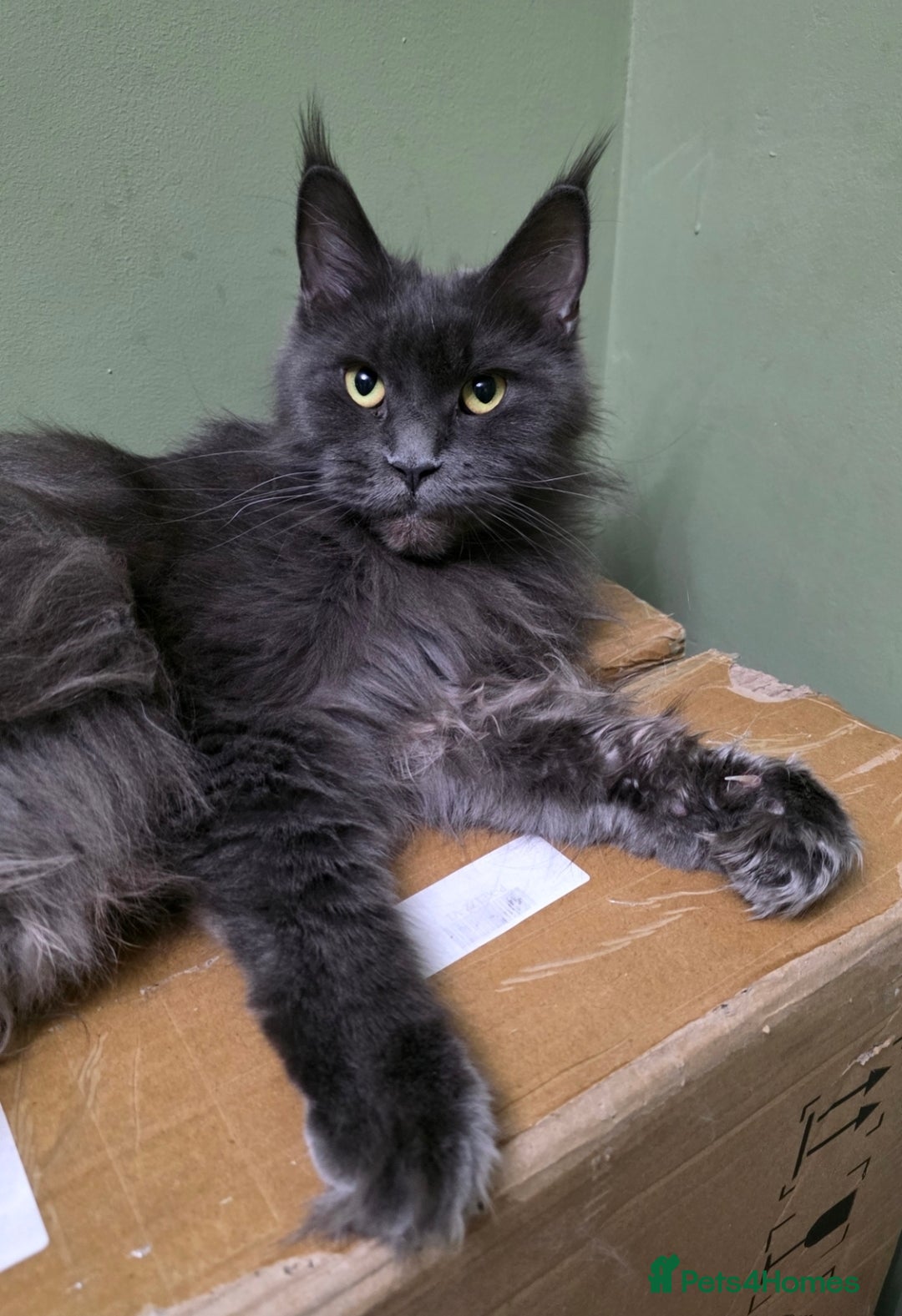 Maine Coon cats for sale: Beautiful Mainecoon Queen  - Image 1