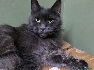 Maine Coon cats - Advert 5