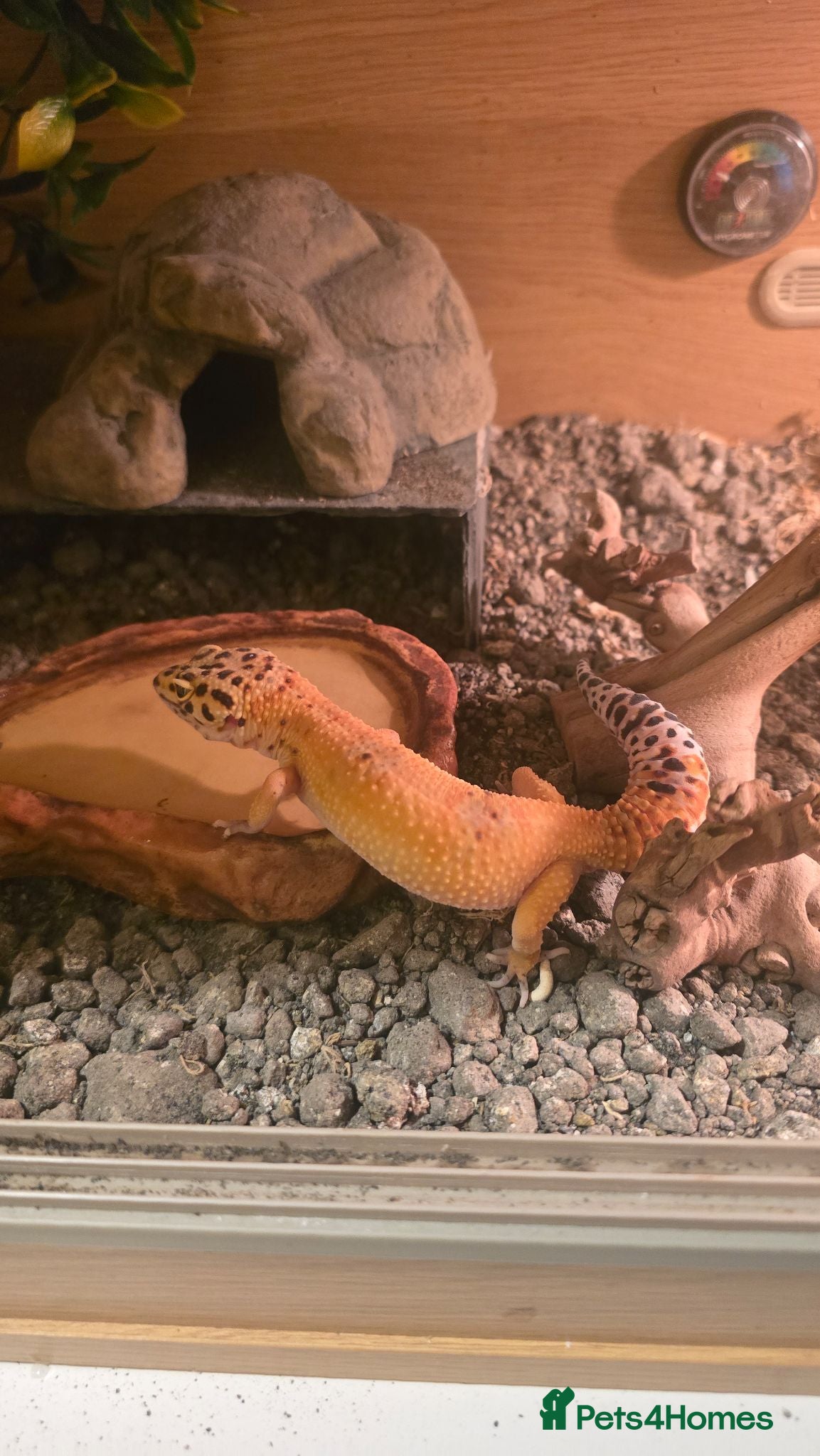 Leopard Gecko reptiles Female morph leaopard gecko and set up - Advert 6