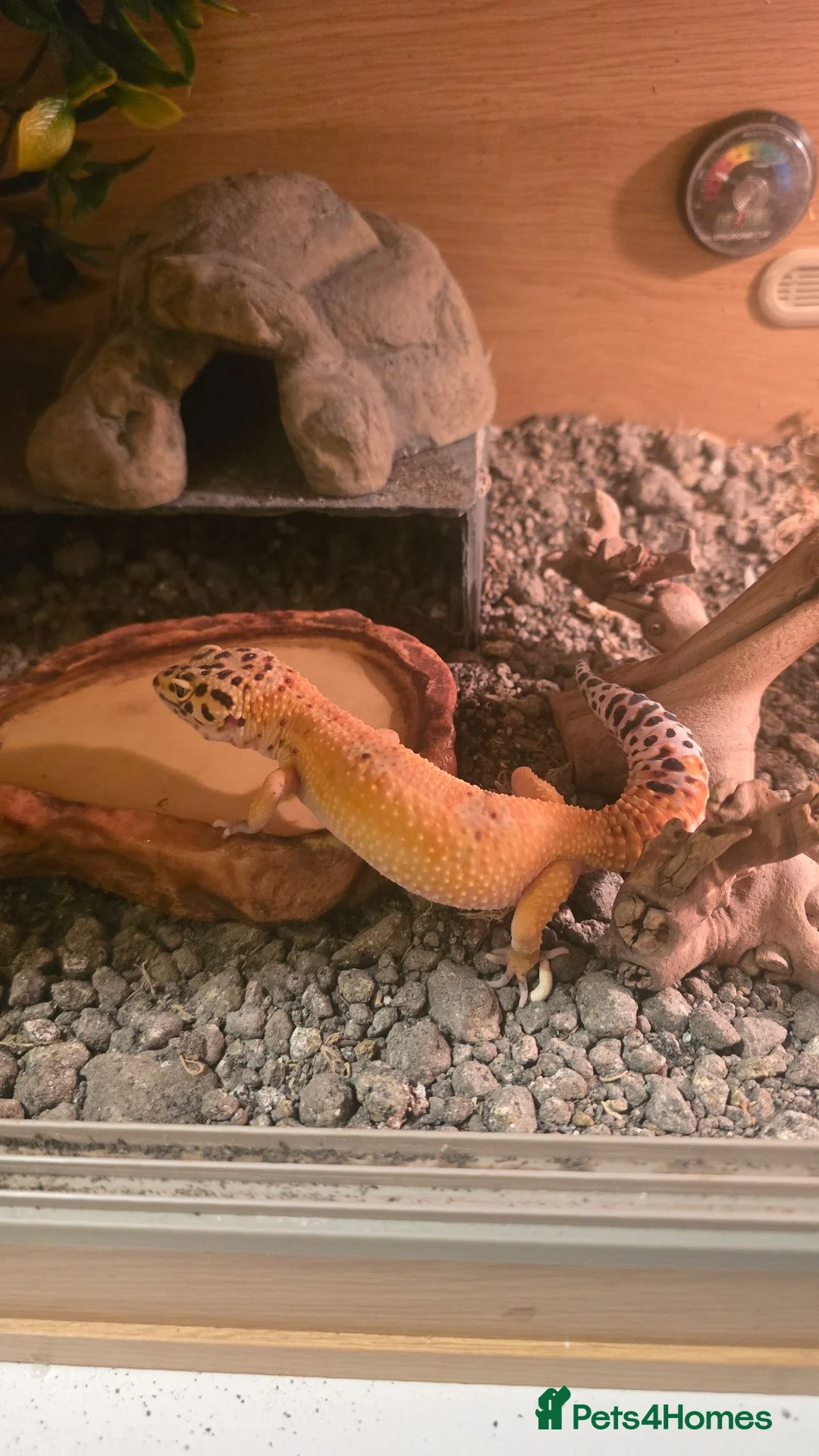 Leopard Gecko reptiles for sale: Female morph leaopard gecko and set up in Mountain Ash - Advert 1