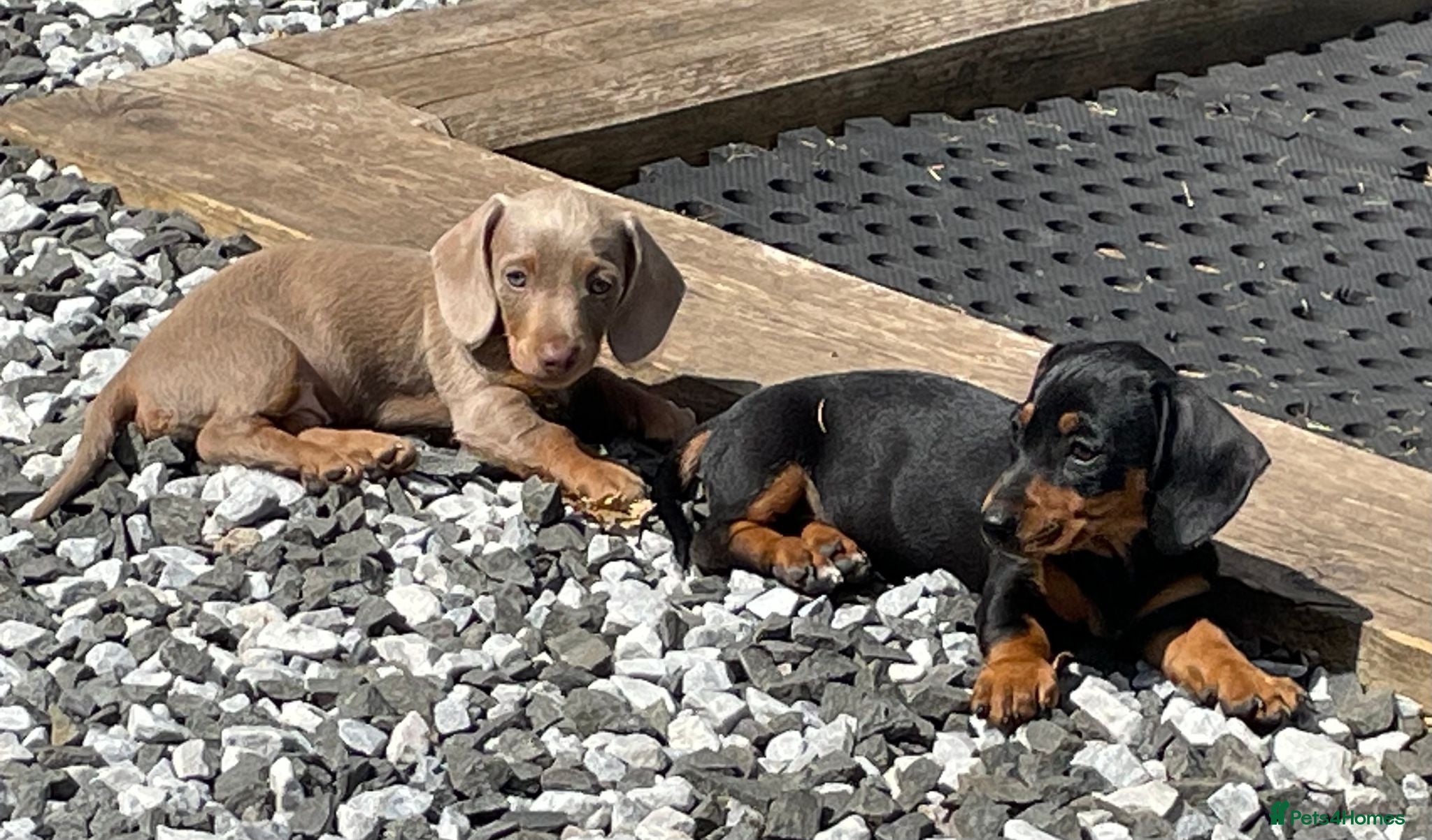 Dachshund dogs Miniature Dachshund Puppies - Ready Now!! - Advert 1