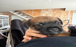 Border Terrier dogs for sale: Border Terriers - Image 5