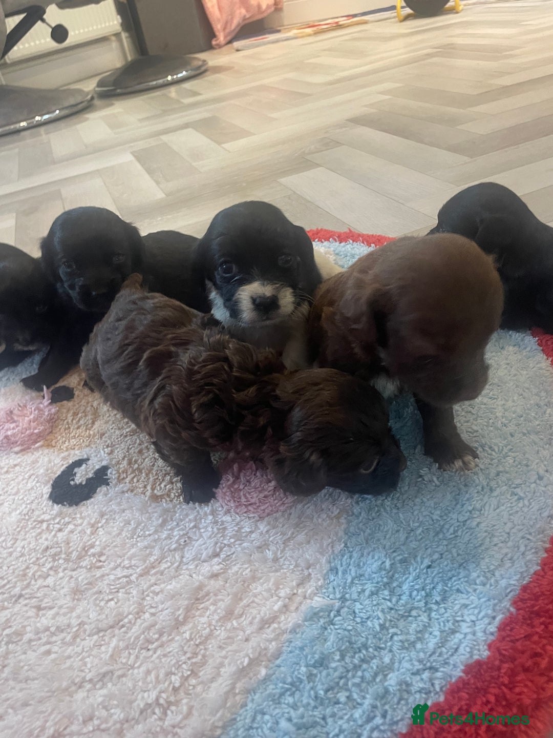 Cockapoo dogs for sale: Litter of beautiful cockapoo puppy’s  - Advert 5