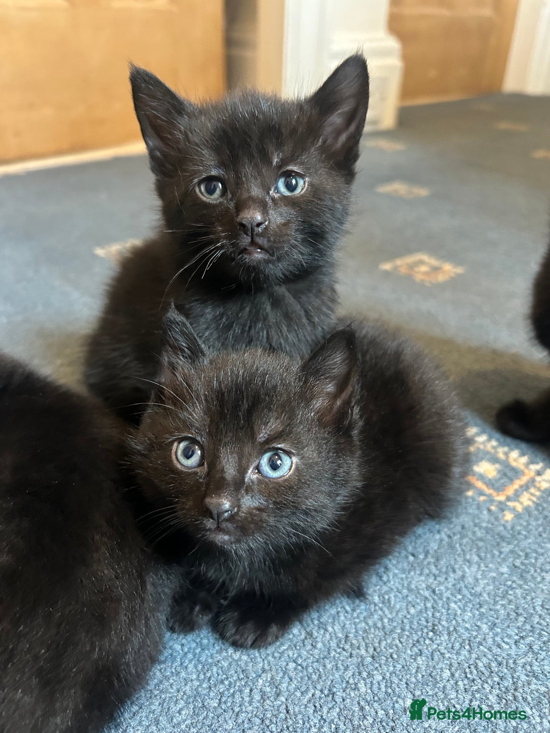 Mixed Breed cats for sale: 2x beautiful male black kittens left  - Image 1