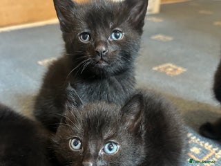 Mixed Breed cats - Advert 11