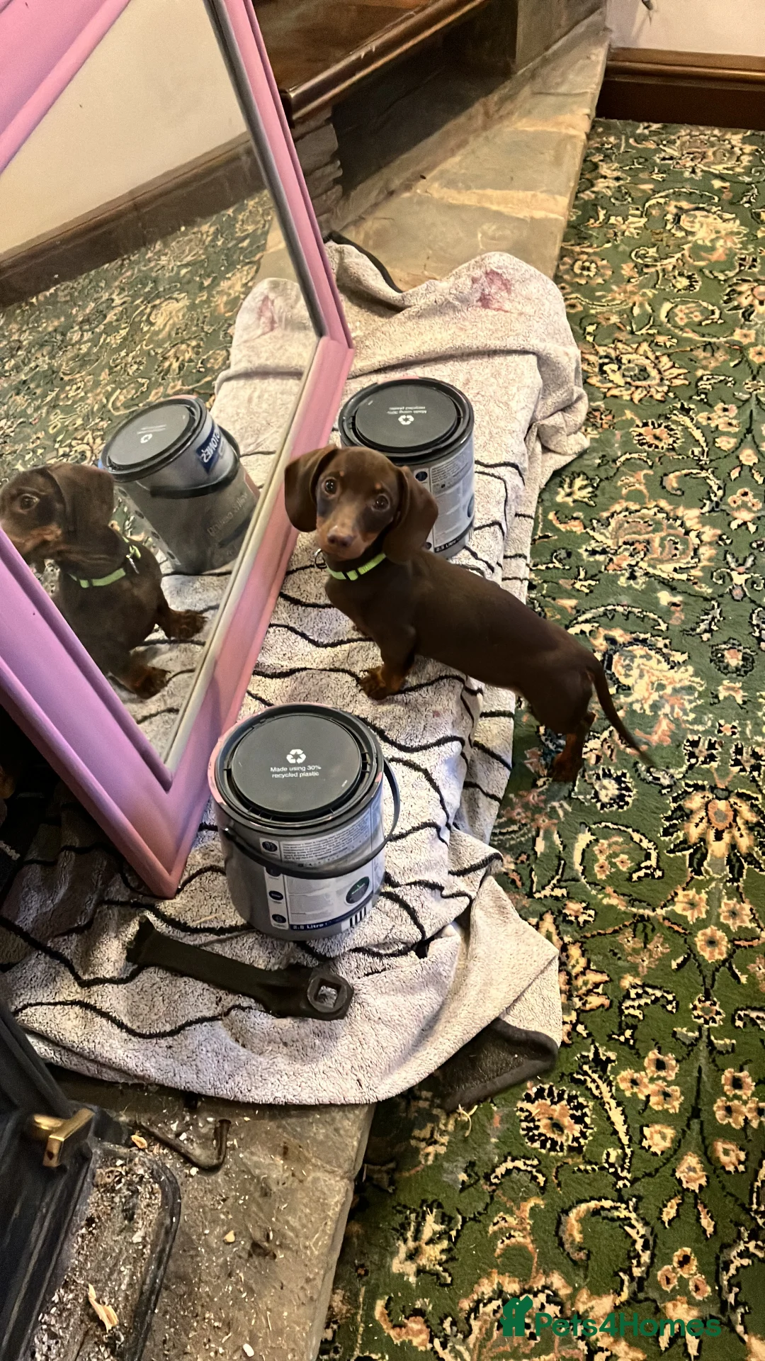 Miniature Dachshund dogs for sale: SOLD KC Registered Mini Dachshund  - Advert 5