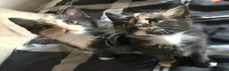 British Shorthair cats for sale: BSH kittens  - Advert 3