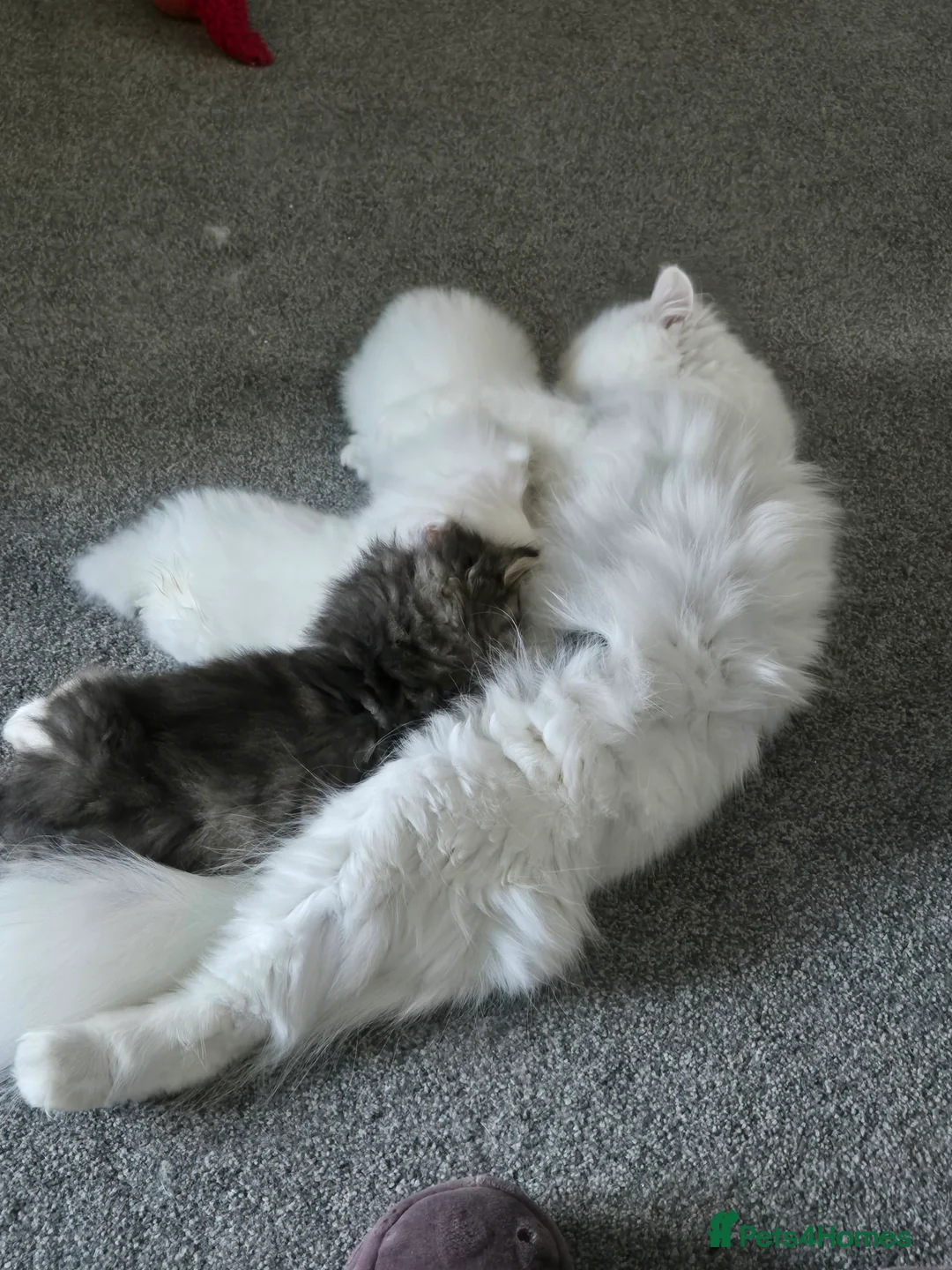 Persian cats for sale: Pedigree chinchilla kitten  in Colchester - Advert 2