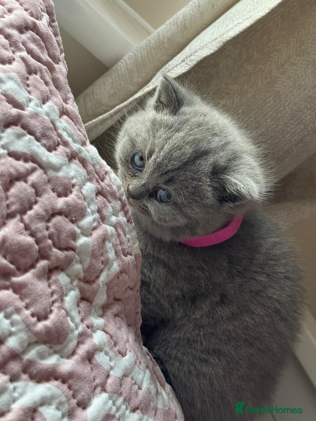 British Shorthair cats for sale: British shorthair blue kittens - pedigree GCCF - Image 8
