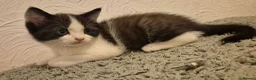 Ragdoll cats for sale: Ragdoll cross boys !!!! in Rotherham - Advert 6