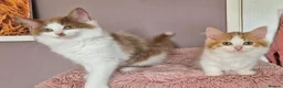 Munchkin cats for sale: Beautiful Munchkin kittens  - Advert 18