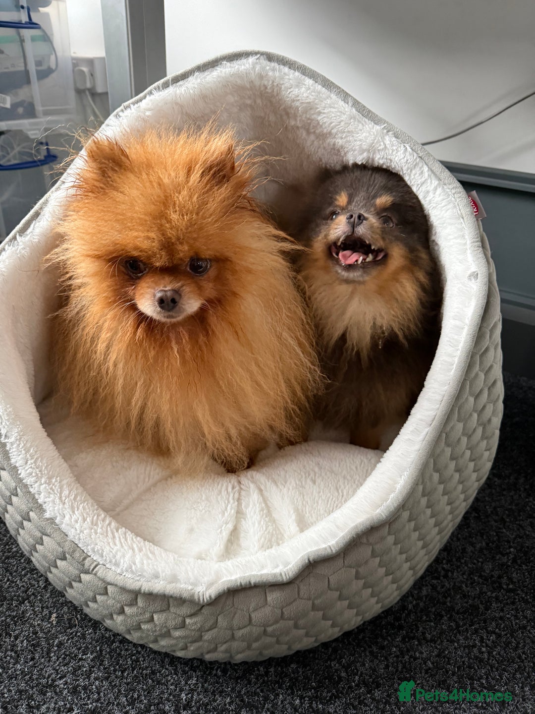 Pomeranian dogs for sale: Orange Male Pomeranian KC registered  - Advert 2