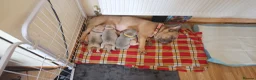 French Bulldog dogs for sale: 1 boy and 1 girl left in Derby - Advert 18