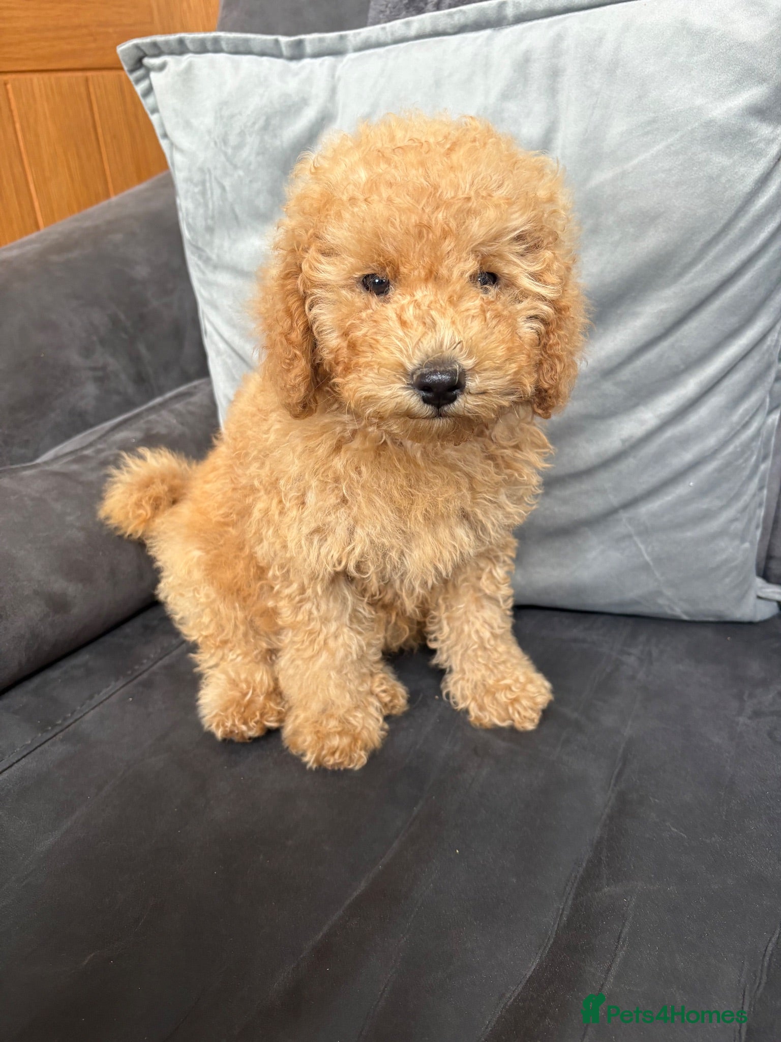 Yorkiepoo dogs 1 YORKIPOO BOY LEFT  - Advert 1